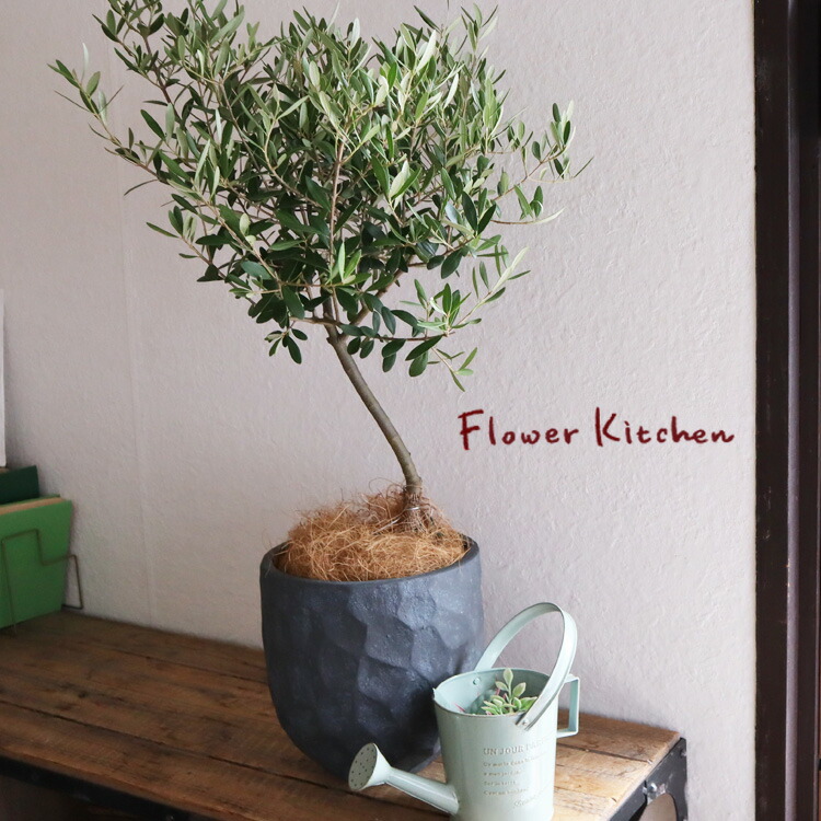 ユーカリオリーブ eucalyptus-gunnii-306_1.jpg?