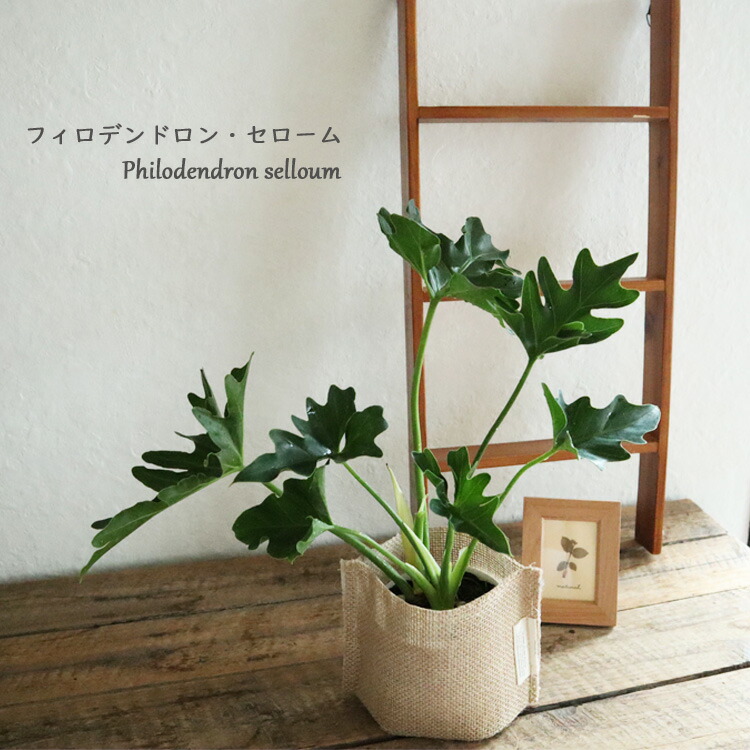 あす楽 フィロデンドロン セローム3 5号麻袋つき 観葉植物 セローム 育てやすい テーブルサイズ御祝 開店祝 開業祝 新築祝 引っ越し祝い 結婚祝 新生活 インテリア ナチュラル 送料無料 一部地域を除く ギフト Fktk Marcsdesign Com