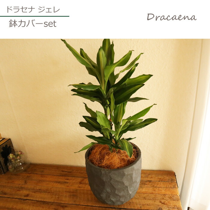 観葉 ドラセナ ジェレ 6号鉢 ジオメトリーラウンド ブラック鉢 ヤシ繊維 受け皿付 Gf3286 植物と鉢カバーのセット 観葉植物 ギフト プレゼント 友膳 You Zen グラスファイバー 誕生日 開店祝 移転祝 新築祝 引っ越し祝い 結婚祝 新生活 インテリア Fktk Rvcconst Com