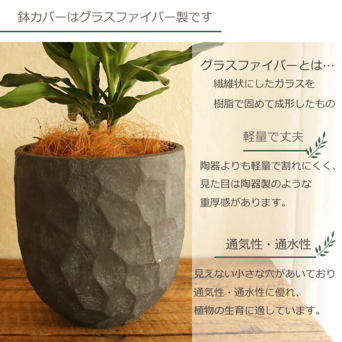 観葉 ドラセナ ジェレ 6号鉢 ジオメトリーラウンド ブラック鉢 ヤシ繊維 受け皿付 Gf3286 植物と鉢カバーのセット 観葉植物 ギフト プレゼント 友膳 You Zen グラスファイバー 誕生日 開店祝 移転祝 新築祝 引っ越し祝い 結婚祝 新生活 インテリア Fktk Rvcconst Com