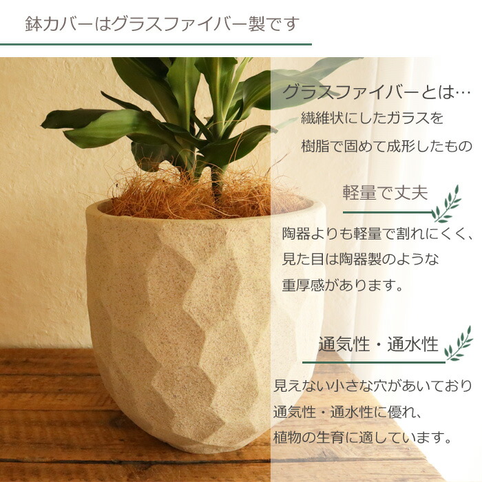 観葉 ドラセナ ジェレ 6号鉢 ジオメトリーラウンド ホワイト鉢 ヤシ繊維 受け皿付 Gf3285 植物と鉢カバーのセット 観葉植物 ギフト プレゼント 友膳 You Zen グラスファイバー 誕生日 開店祝 移転祝 新築祝 引っ越し祝い 結婚祝 新生活 インテリア Fktk Rvcconst Com