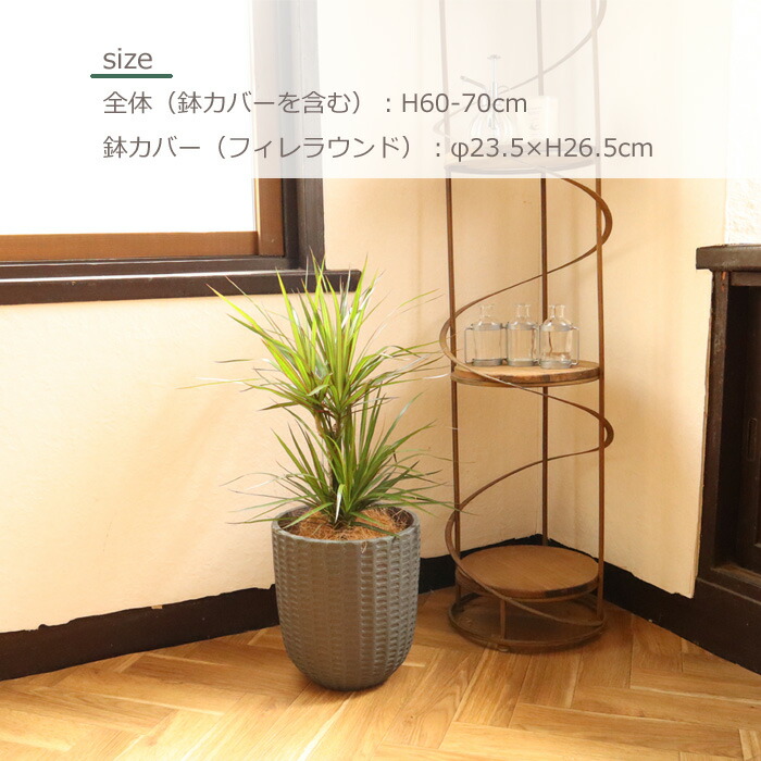 観葉 ドラセナ コンシンネ 6号鉢 フィレラウンド ブラック鉢 ヤシ繊維 受け皿付 Gf31 植物と鉢カバーのセット 観葉植物 ギフト プレゼント 友膳 You Zen グラスファイバー 誕生日 開店祝 移転祝 新築祝 引っ越し祝い 結婚祝 新生活 インテリア Fktk Rvcconst Com