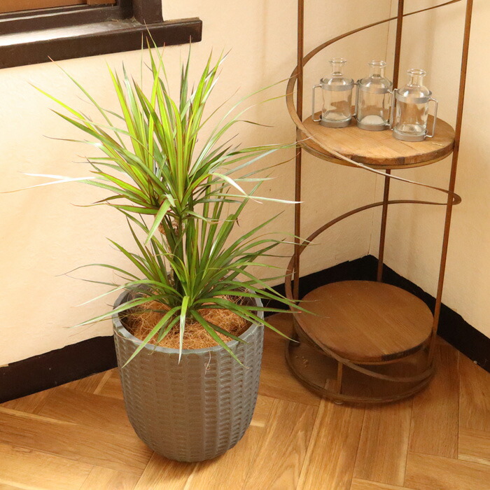 観葉 ドラセナ コンシンネ 6号鉢 フィレラウンド ブラック鉢 ヤシ繊維 受け皿付 Gf31 植物と鉢カバーのセット 観葉植物 ギフト プレゼント 友膳 You Zen グラスファイバー 誕生日 開店祝 移転祝 新築祝 引っ越し祝い 結婚祝 新生活 インテリア Fktk Rvcconst Com