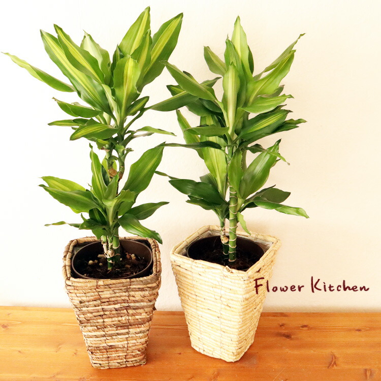 楽天市場 観葉 ドラセナ ジェレ 6号鉢 バナナ四角カゴ 植物と鉢カバーのセット 観葉植物 ギフト プレゼント 誕生日 開店祝 移転祝 新築祝 引っ越し祝い 結婚祝 新生活 インテリア Fktk Flowerkitchenjiyugaoka