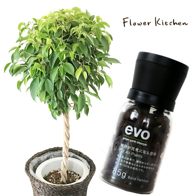 観葉 植物と肥料のセット ベンジャミン 7号鉢 Evo 植物が元気になる肥料 85g ベンジャミン ゴムの木 Evo 観葉植物 有機混合肥料 肥料 栄養剤 プレゼント Fkts Mgpadel Com