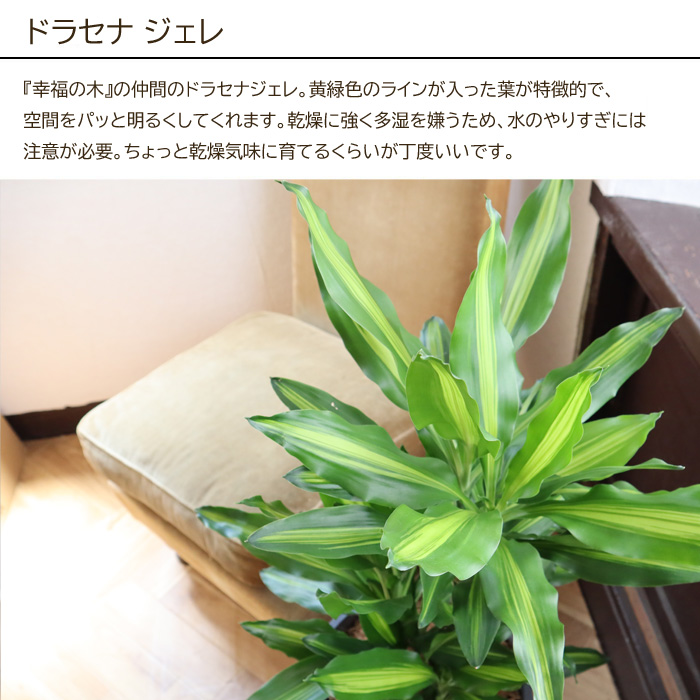 観葉 草木と肥しの揃 ドラセナ ジェレ 7号数丼 Evo 植物が精気に発育肥料 85g ドラセナ ジェレ 明るいの木 Evo 観葉植物 有機練り合わす肥料 肥料 栄養剤 ギフト Fkts Hotjobsafrica Org