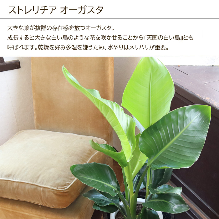 観葉 植物と肥料のセット ストレリチア オーガスタ 7号鉢 Evo 植物が元気になる肥料 85g ストレリチア オーガスタ Evo 観葉植物 有機混合肥料 肥料 栄養剤 プレゼント Fkts Maisons Coudrelle Fr