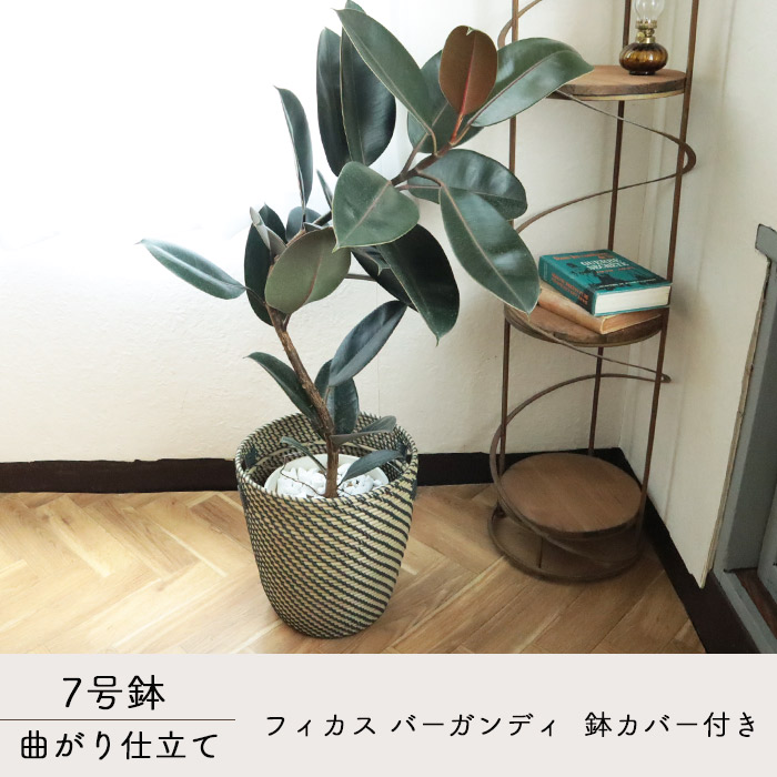 8450円 最大79 Offクーポン 観葉植物 曲がり仕立て フィカス バーガンディ 7号 北欧スタイル ローグコルン 鉢カバー クロゴム ゴムの木 育てやすい 鉢植え 誕生日 開店 引越し祝い 新築祝い インテリア 植物 グリーン ギフト 法人 Fktk