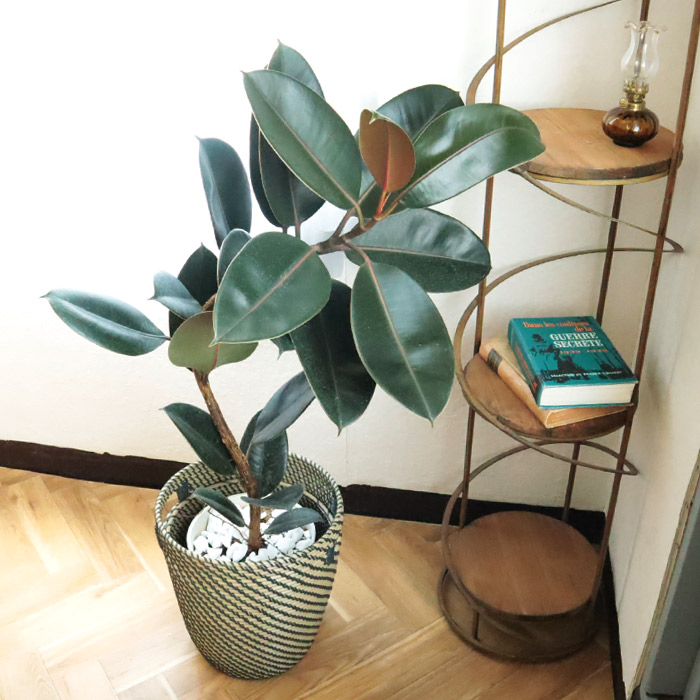 8450円 最大79 Offクーポン 観葉植物 曲がり仕立て フィカス バーガンディ 7号 北欧スタイル ローグコルン 鉢カバー クロゴム ゴムの木 育てやすい 鉢植え 誕生日 開店 引越し祝い 新築祝い インテリア 植物 グリーン ギフト 法人 Fktk