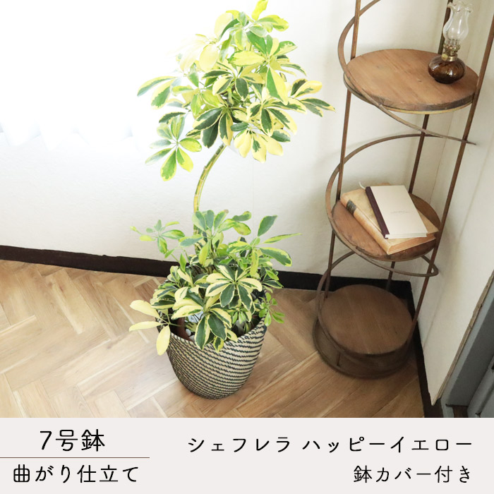 日本に 観葉植物 曲がり仕立て シェフレラ ハッピーイエロー 7号 北欧スタイル ローグコルン 鉢カバー カポック 育てやすい 鉢植え 誕生日 開店  引越し祝い 新築祝い インテリア 植物 グリーン ギフト 法人 FKTK fucoa.cl