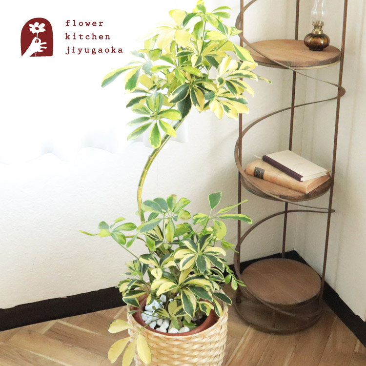 観葉植物 曲がり仕立て 7号 Fktk インテリア カフェボーナ カポック ギフト グリーン シェフレラ ハッピーイエロー 北欧スタイル 受け皿付き 観葉植物 引越し祝い 新築祝い 植物 法人 育てやすい 誕生日 鉢カバー 鉢植え 開店 スーパーセール シェフレラ