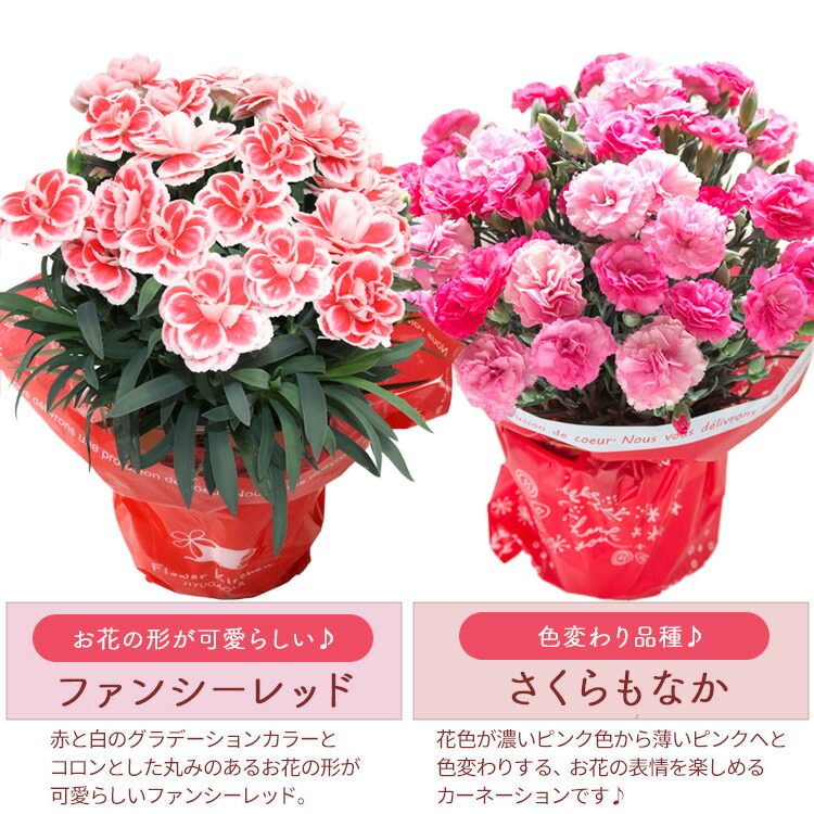 即日出荷】遅れてごめんね！ 母の日 カーネーション プレゼント 花