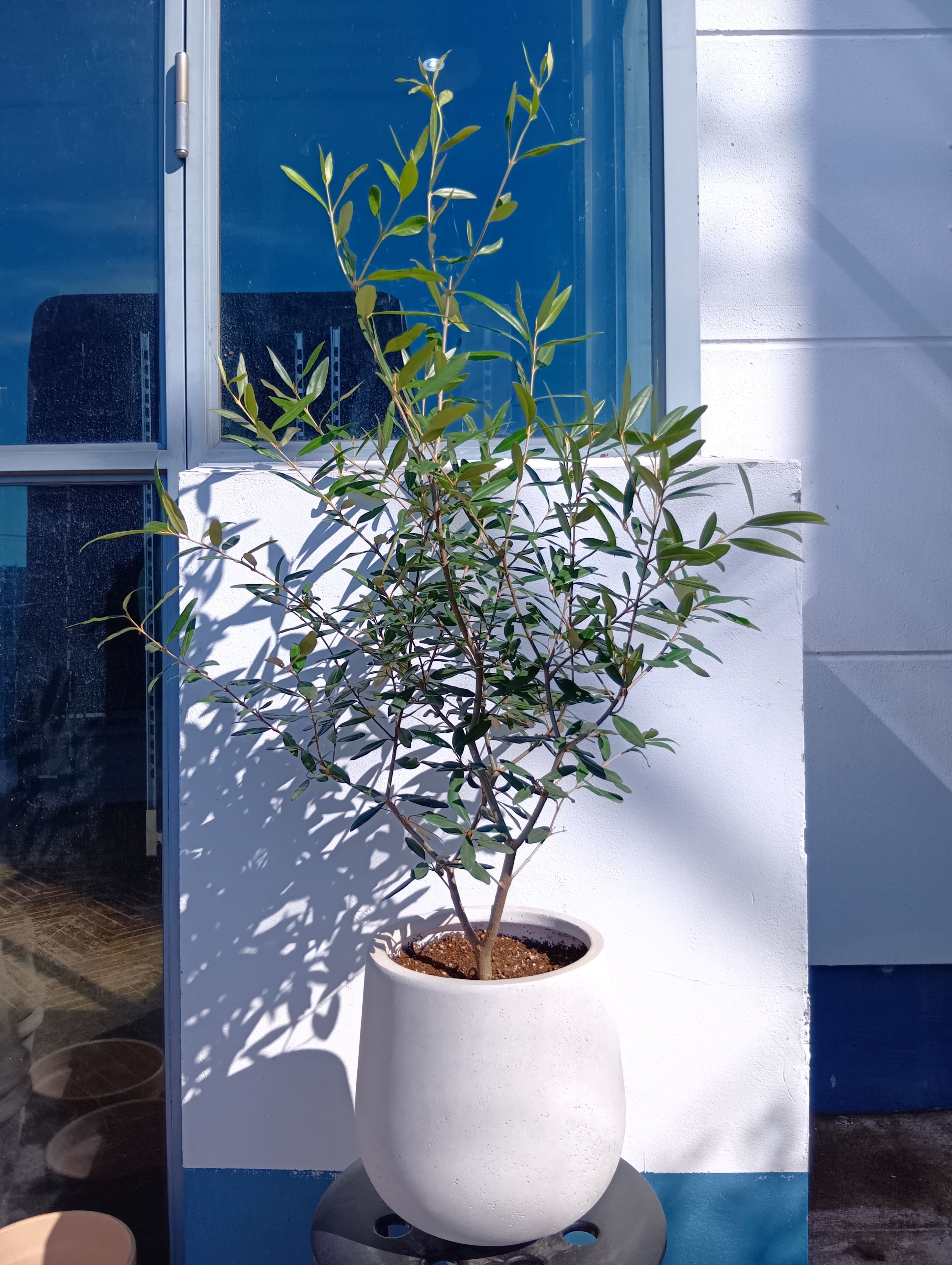 オリーブ　ルッカ　約120cm 【オリーブの木　シンボルツリー】 59 オリーブの鉢植え 12号（502:ルッカ）大型 創樹ブランド