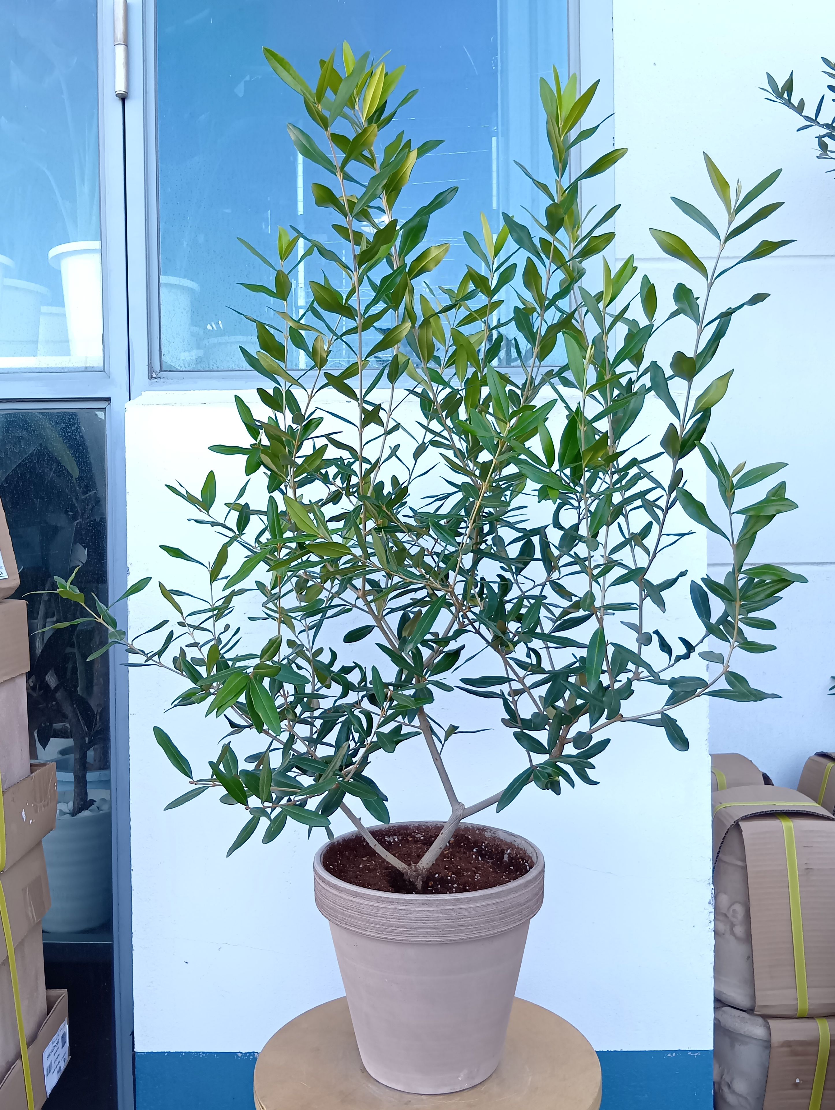 オリーブの木 オリーブ（ひなかぜ）+テラコッタ コーヒー 一点物 送料無料 おしゃれ 観葉植物 鉢植え 玄関 テラス ベランダ ガーデン 暑さに強い 寒さに強い 育てやすい ギフト 記念樹 シンボルツリー 御祝 祝い 開店 開業 新築 引っ越し 結婚 FKTK