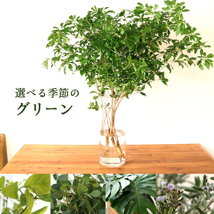 季節の選べる素材 枝物 枝もの インテリア 花束 切り花 送料無料ドウダンツツジ アセビ 4本 ユーカリ ブルーベリー ヤナギ キイチゴ 日時 ...