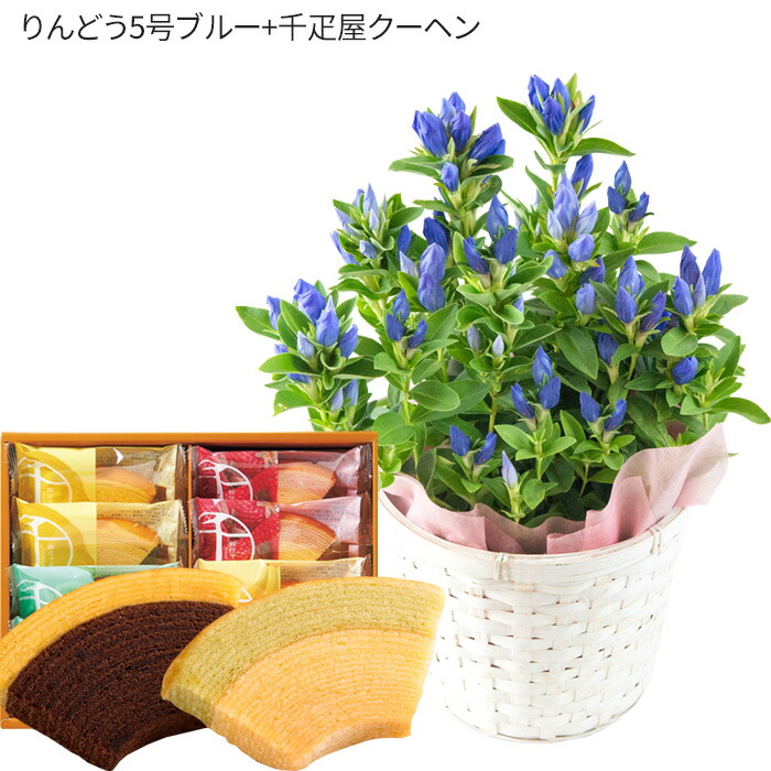 りんどう5号鉢 青+千疋屋クーヘン