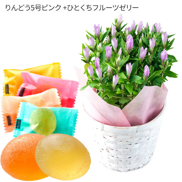 リンドウ ピンク+ひとくちゼリー