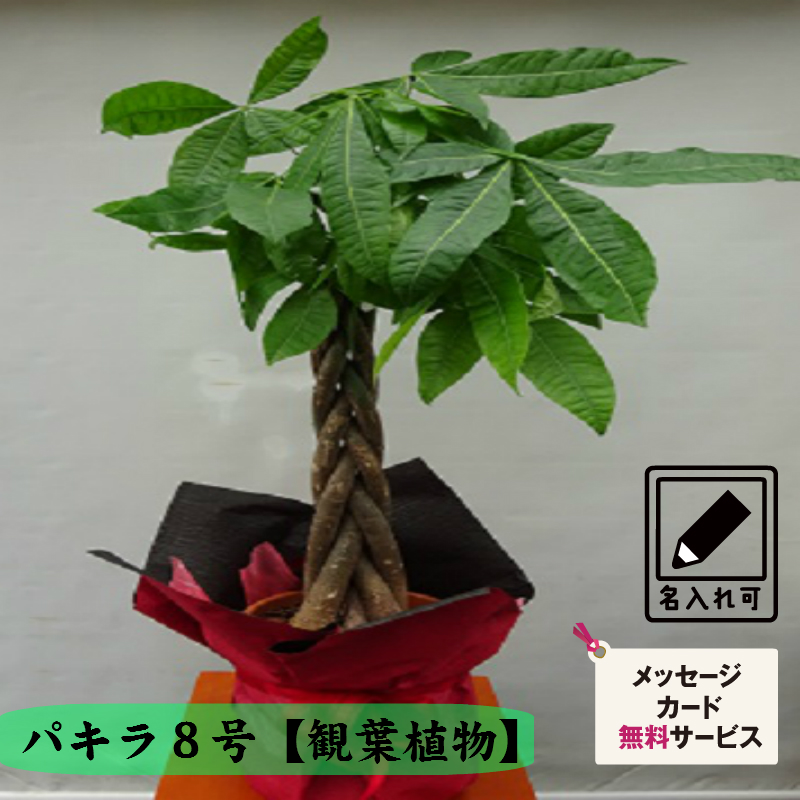 観葉植物 フラワー いつもと違う贈り物に パキラ 号 自社配達限定商品 立て札 メッセージカード付属 誕生日祝い 結婚祝い 発表会 楽屋花 公演 出演祝い プレゼント 贈り物 Educaps Com Br