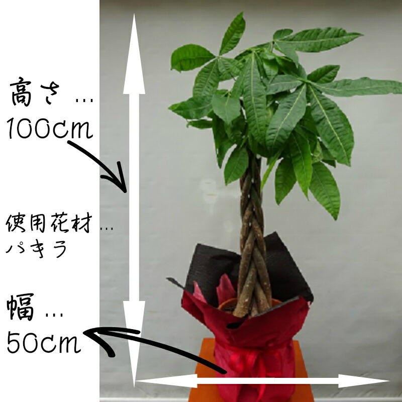 観葉植物 フラワー いつもと違う贈り物に パキラ 号 自社配達限定商品 立て札 メッセージカード付属 誕生日祝い 結婚祝い 発表会 楽屋花 公演 出演 祝い プレゼント 贈り物 Educaps Com Br