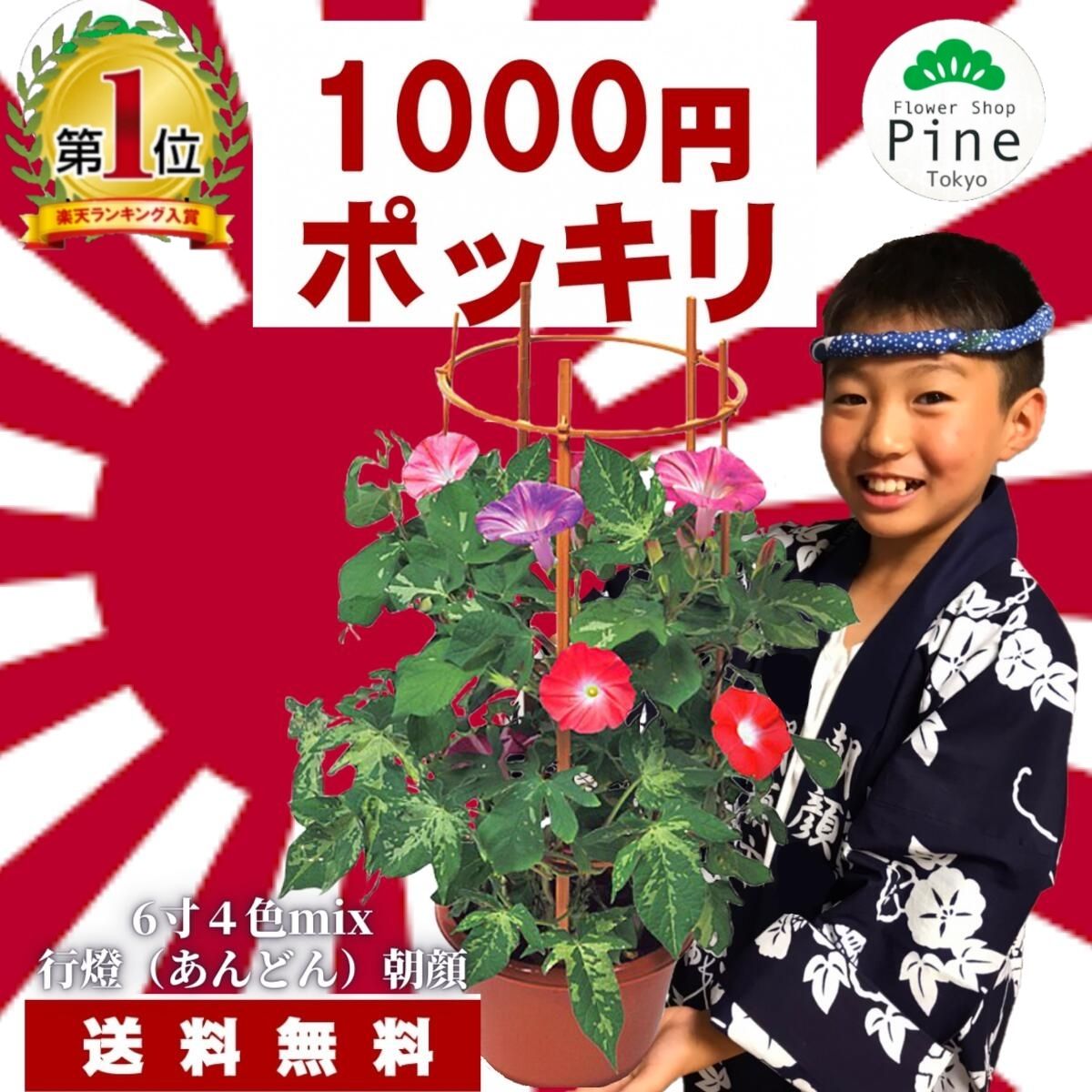 楽天市場 1000円ポッキリ 送料無料 朝顔 4色mix 鉢植え アサガオ あさがお 支柱 白 鉢 団十郎 ピンク 宅配 花 花鉢 フラワーショップ ギフト 誕生日 あす楽 お中元 あす楽対応商品 あすラク プレゼント 結婚記念日 はな Hana 誕生日プレゼント 女友達 父の日 生花