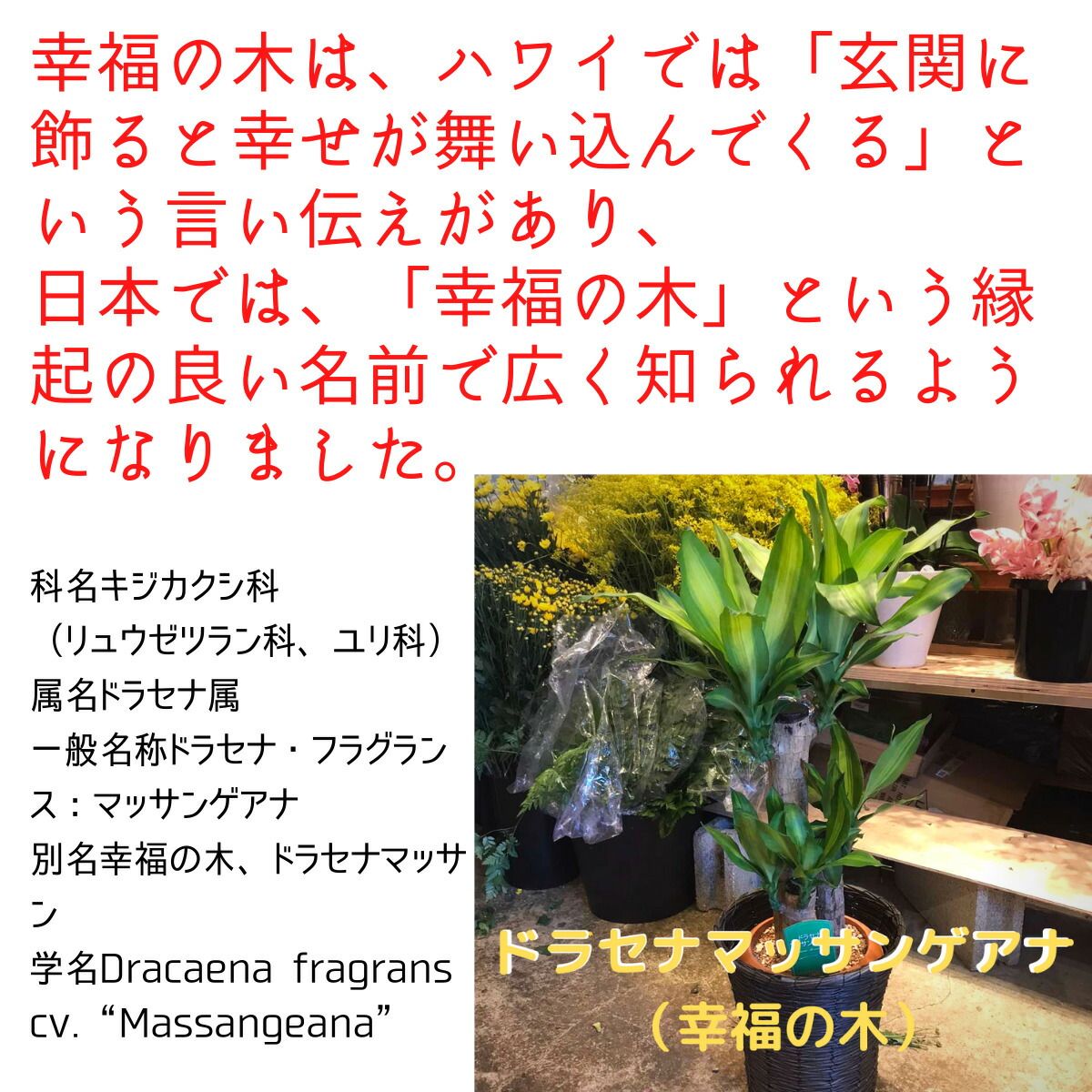 観葉植物 選べる 8種 種類 名前 パキラ 7号 フラワーショップ ドラセナ マッサンゲアナ 観葉 植物 サンスベリア 誕生日 誕生日プレゼント 女友達 ギフト パキラ おしゃれ 鉢 インテリア 7号 アンスリウム オーガスタ お祝い 幸福の木 室内 鉢カバー 日陰 ユッカ