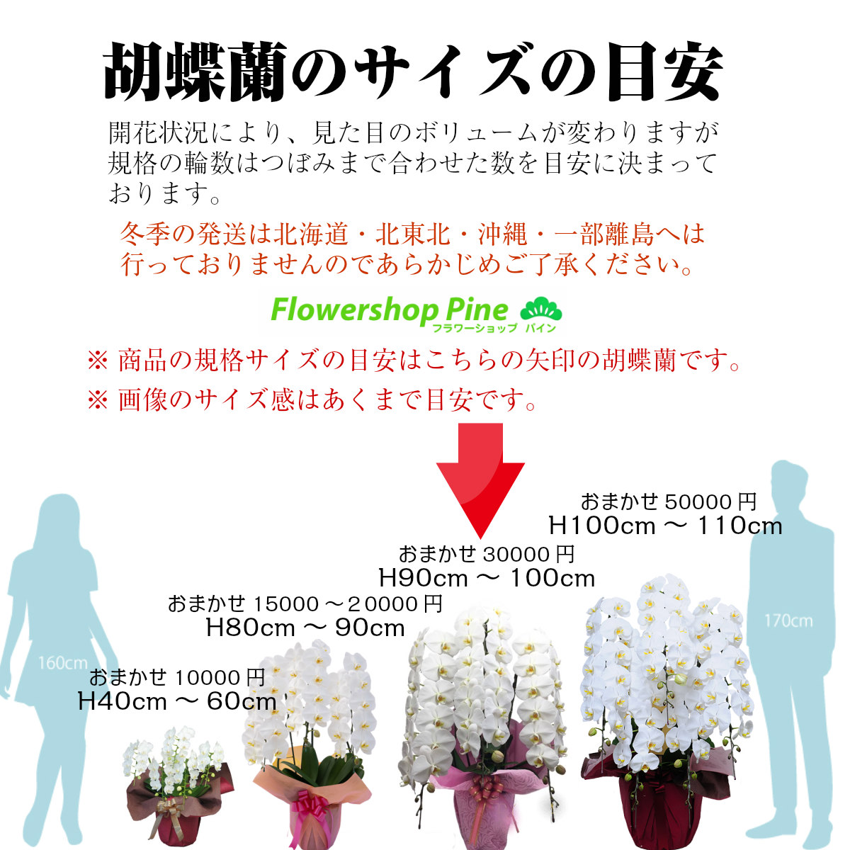 New限定品 胡蝶蘭 3本立ち 大輪胡蝶蘭 宅配 花 お供え 鉢植え 長持ち ギフト 母の日 母の日ギフト プレゼント メッセージ フラワーショップ パイン 贈る おしゃれ 室内 誕生日 ギフトお祝い 春 屋外 ボリューム 豪華 命日 一 周忌 お花 を 送料 無料