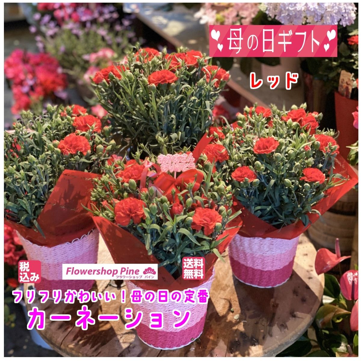 楽天市場 母の日 カーネーション プレゼント 鉢植え 選べるカラー3色 宅配 花 5号 鉢 鉢植 ピンク 赤 ギフト セット 生花 送料無料 母の日ギフト 長持ち 5号鉢 おしゃれ かわいい 花鉢 メッセージ 犬 フラワーショップ パイン