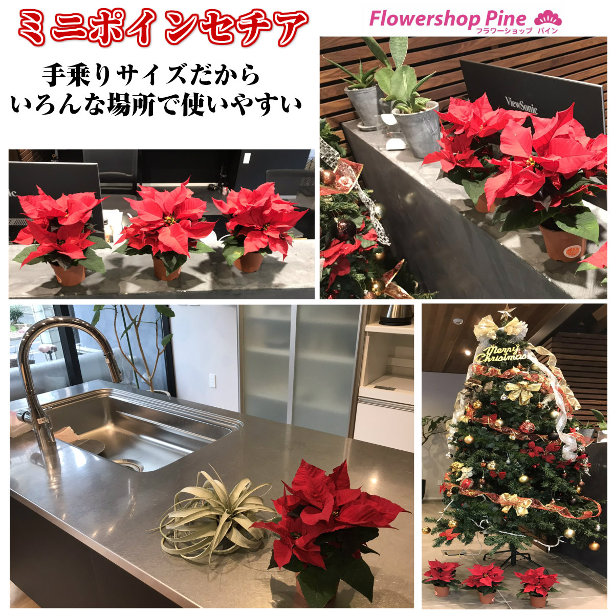 楽天市場 ポインセチア ラメ 付 ミニ お歳暮 送料無料 ギフト クリスマス 花 鉢 鉢植え プレゼント クリスマス花ポインセチア クリスマスフラワー 花鉢 誕生日 フラワーギフト お正月 生花 を 贈る 送料 無料 宅配 ポインセチア鉢 鉢花 の お祝い キラキラ フラワー