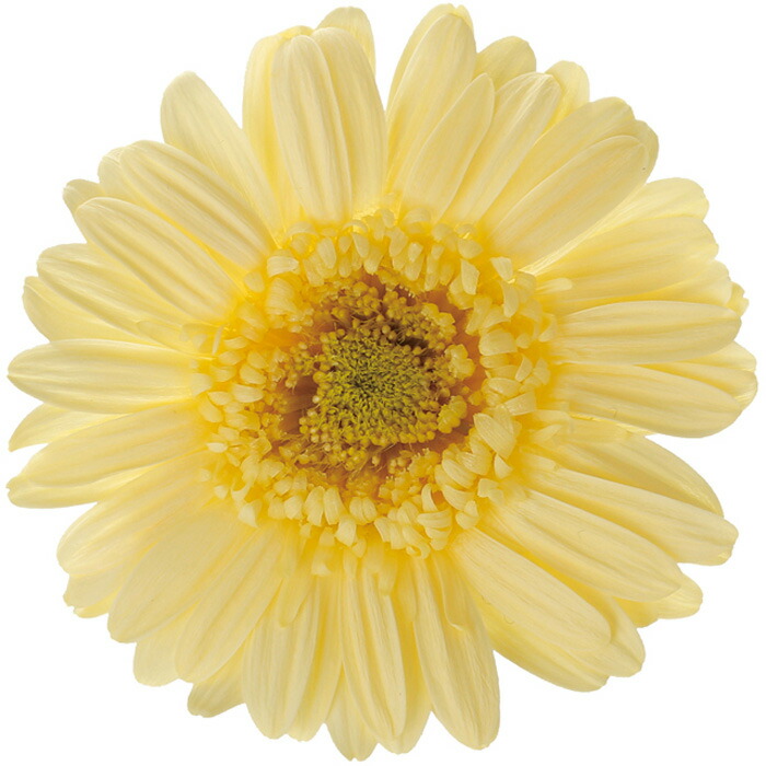 ガーベラ！　9月1日購入 楽天市場】70cm ビッグソフトガーベラ [ONSFLSP1890] |人工観葉