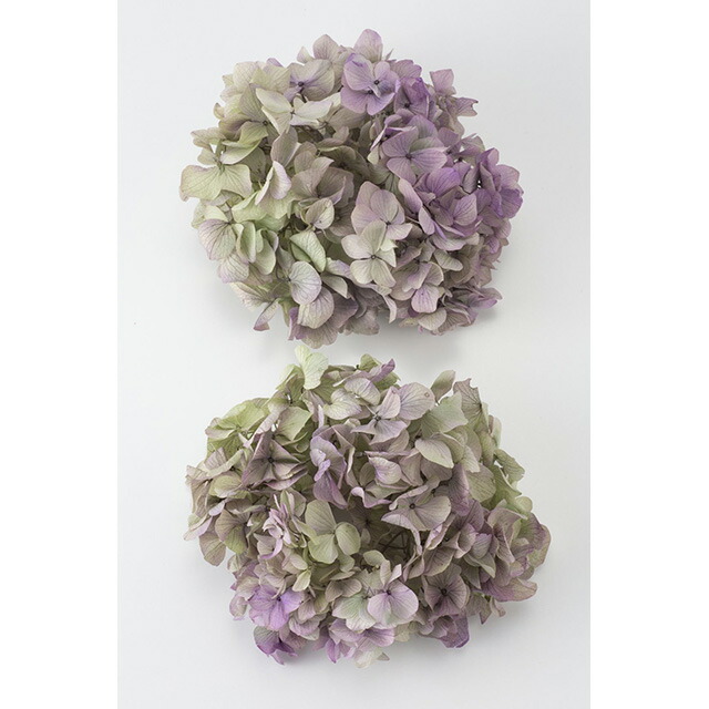 楽天市場】【プリザーブドフラワー】大地農園/ソフトゆめアジサイ