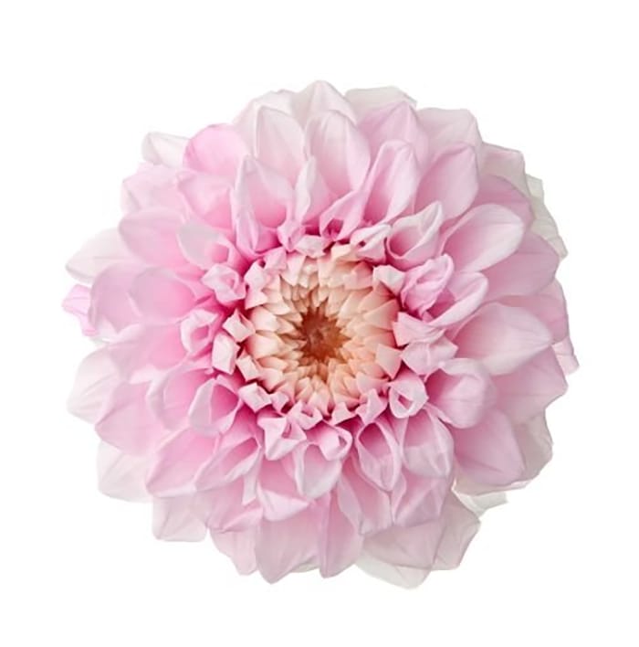 楽天市場】【プリザーブドフラワー】大地農園/メタラシア/約30g