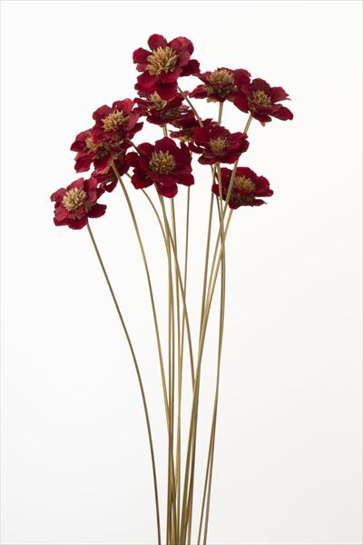 46 47点セット　大地農園　プチフラワー　アネモネフラワー　プリザーブド 46 47点セット 大地農園 プチフラワー アネモネフラワー プリザーブド