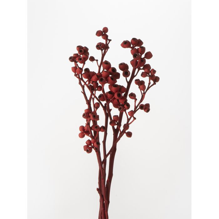 【楽天市場】【プリザ】大地農園/アンバーナッツ/1束/約5本/レッド/40220902：Flower shop Trancess