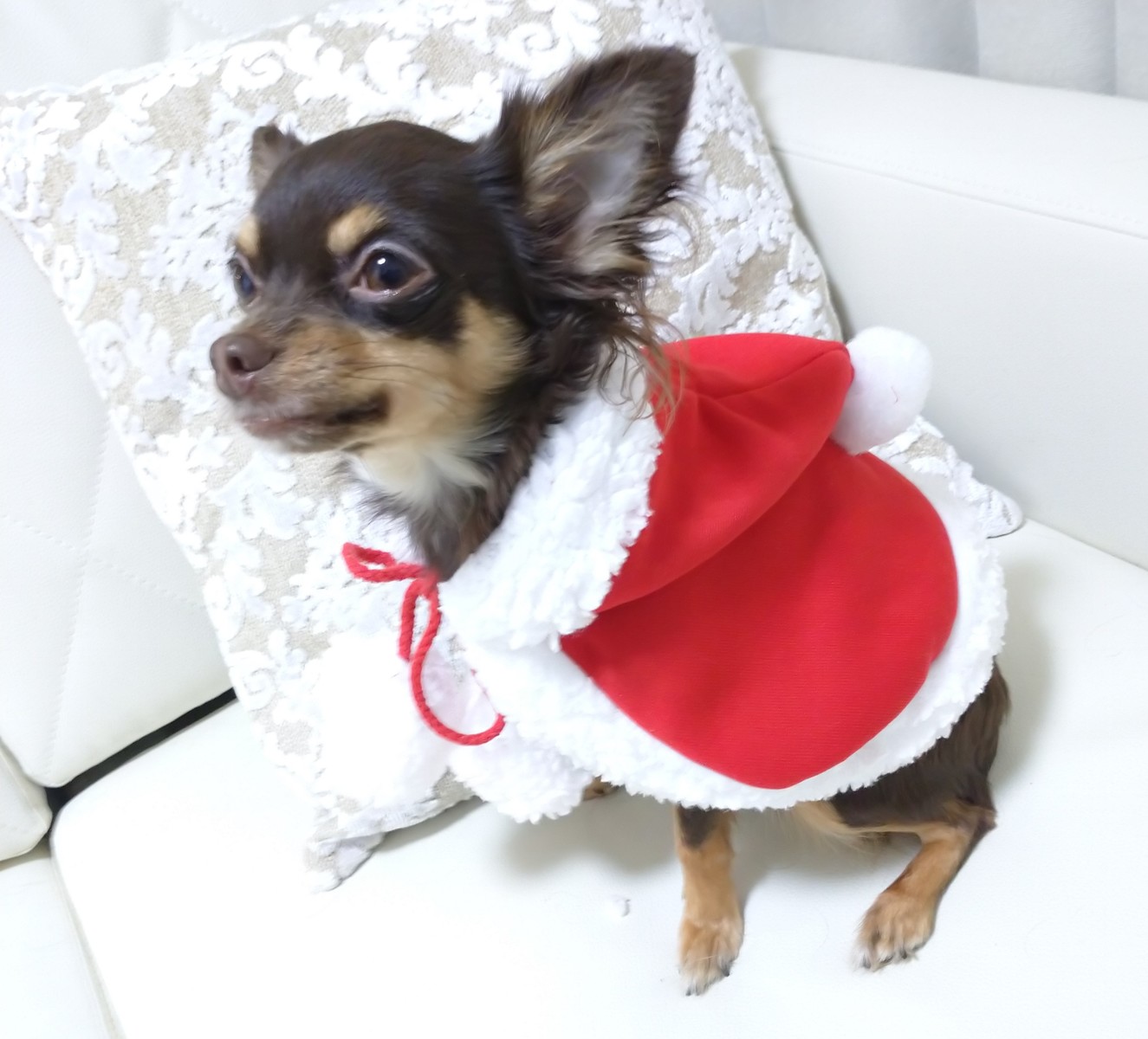 楽天市場 ペット 犬 犬服 犬の服 猫の服小型犬 ケープ マント コスプレクリスマスマント Fluffy 3ｆ楽天市場店