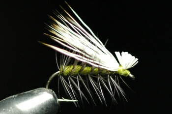 エルクヘアカディス　（ブリーチ）　オリーブ画像