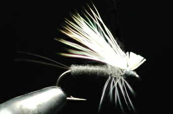 ヘアウィングダン　ブリーチ　アダムスグレー画像