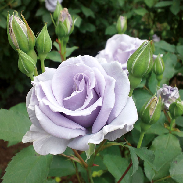 楽天市場】予約販売 バラ苗 バラ大苗 禅ローズ オンディーナ 四季咲き