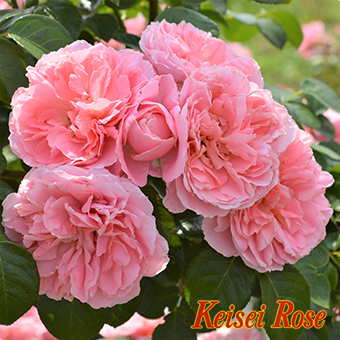 楽天市場 桜衣 さくらごろも 京成バラ園 19年新品種 可愛らしいピンクの花姿で 花付きの良い品種です 京成バラ園 クライミングローズ つるバラ ファーム フローラル