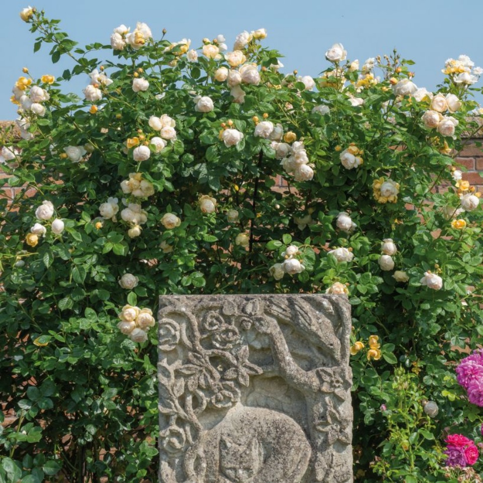 楽天市場 ウォラトン オールド ホール イングリッシュローズ 丈夫で良く茂り とげが少ない品種です バラ 薔薇 大苗 デビッドオースチン つるバラ ファーム フローラル