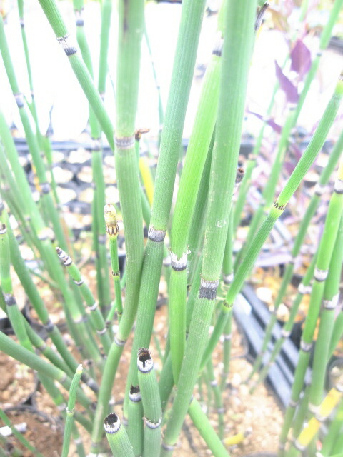 楽天市場 トクサ フトイ 強健さが魅力 趣ある 和 の空間に欠かせない植物です トクサ フトイ 3号ポット ファーム フローラル