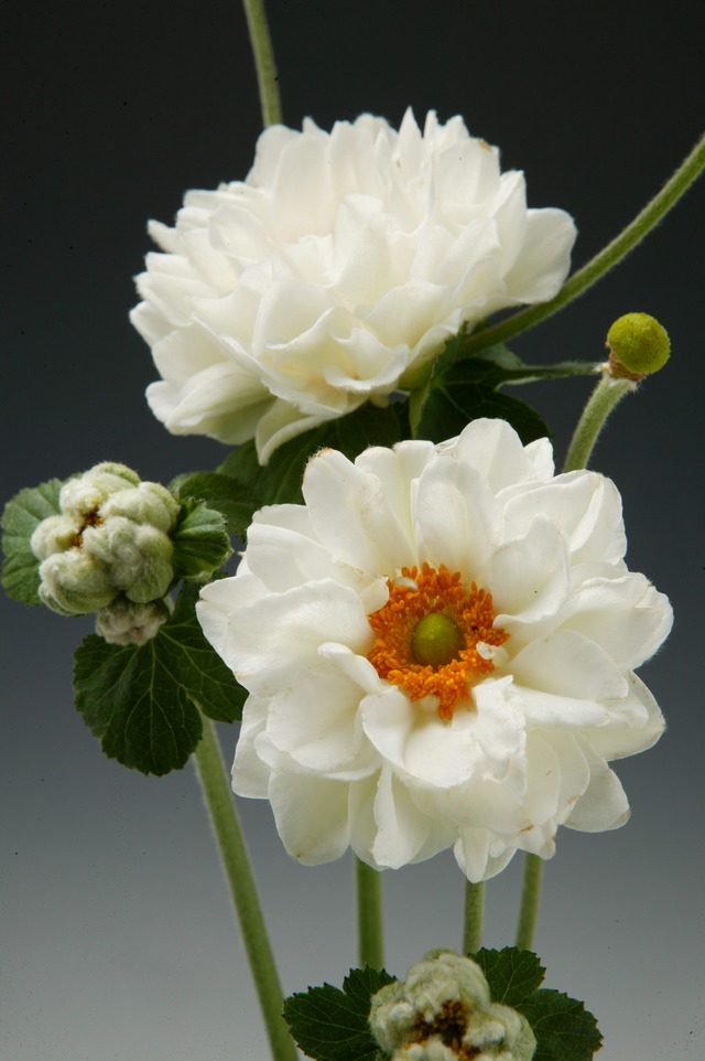 楽天市場】菊（キク、きく）秋咲き大輪菊 天道（黄） 7.5cm