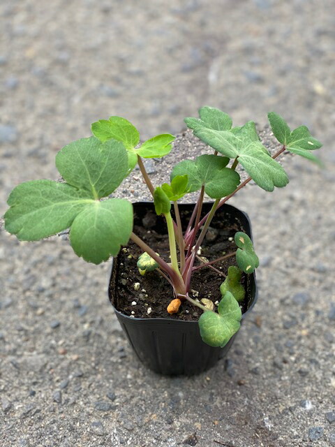 1苗98円★100本、キャッサバ＝芽出し苗◆植付適期です◆至福美味ゴールデン種 1☆100本、キャッサバ＝芽出し苗◇植付適期です◇至福美味ゴールデン