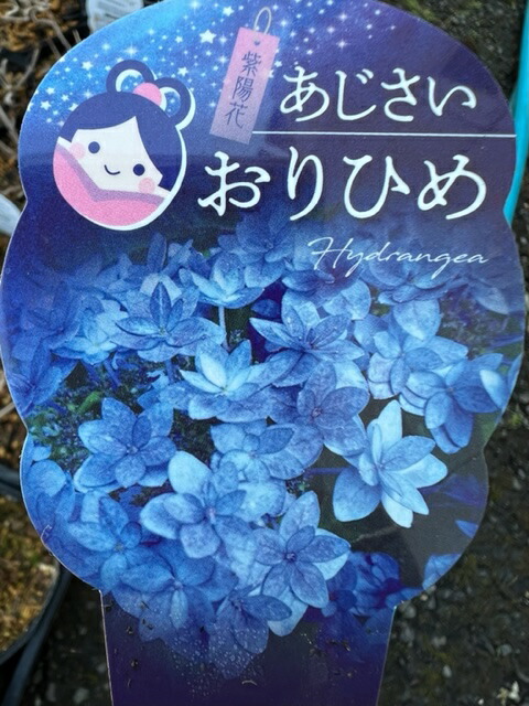 楽天市場】【屋外管理苗】ヤマアジサイ苗 八重白扇（ヤエハクセン） 4