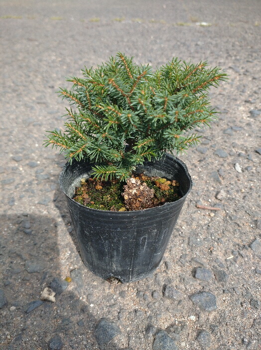 赤蝦夷松 苗木 1メートル40センチ 赤蝦夷松 苗木 1メートル40センチ