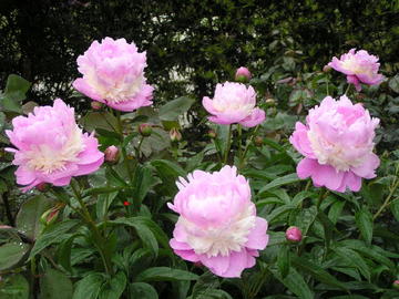 楽天市場 シャクヤク濃いピンクとクリーム色の３段咲き 洋風のお庭にも違和感のない愛らしい印象の芍薬です ピオニー ソルベット 3 5号ポット 芍薬 ファーム フローラル