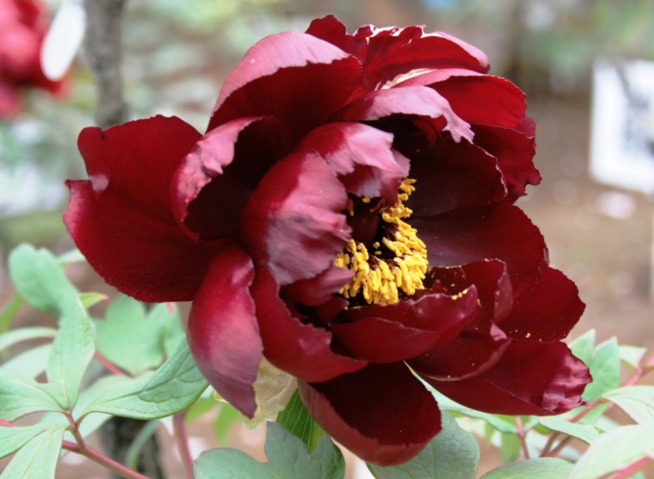 楽天市場 牡丹光沢のある黒紅色の八重咲き品種 花が開くほどに黒い色に深まります 牡丹 初烏 黒花系ボタン ファーム フローラル