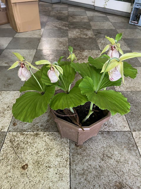 楽天市場】【花終わり】希少！日本種よりも少し小ぶり、鉢植え