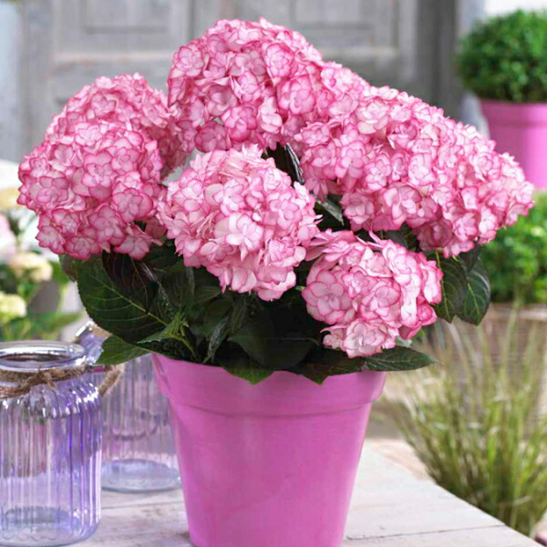 【楽天市場】ガーデン・ハイドランジア【ミスサオリ】 3号 ...