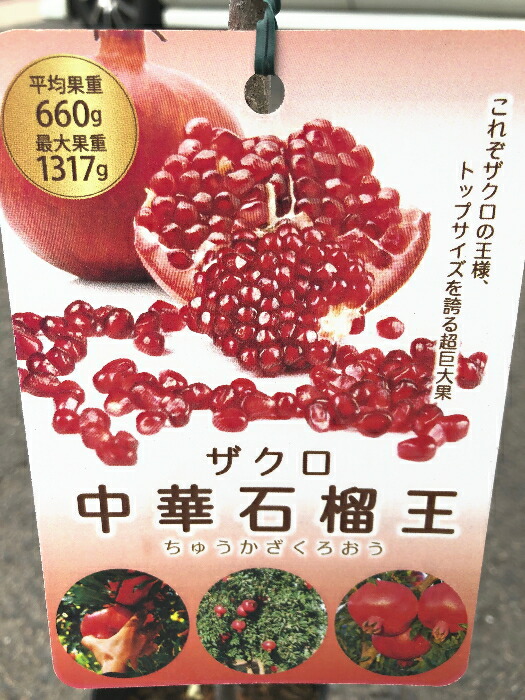楽天市場 ザクロの苗 中華石榴王 ４号ポットザクロの王様 トップサイズを誇る超巨大果品種 です でも耐えられます 自家結実性で 雌花が多いため結実性が高い品種です果樹苗 ざくろの苗 中華石榴王 ファーム フローラル