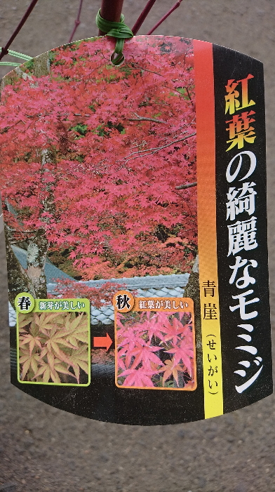 楽天市場 もみじ苗 青崖 せいがい ４号ポット芽出しの葉は真っ赤で 徐々に緑色に変化する美しい品種です モミジ 苗 庭木 紅葉 セイガイ ファーム フローラル